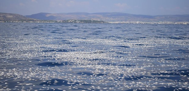 Προσωρινή υποστολή γαλάζιων σημαιών σε 6 από τις 11 ακτές